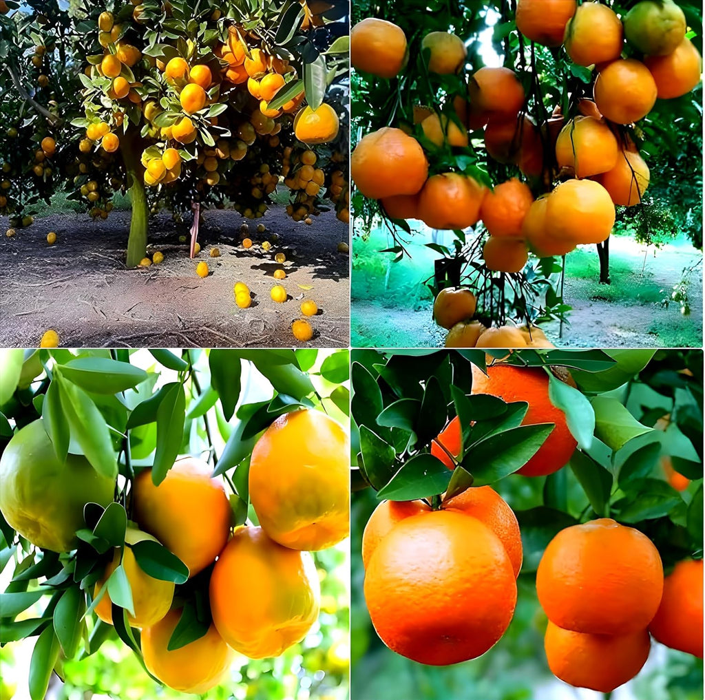 Nagpur Mandarin Orange Grafted Live Plant