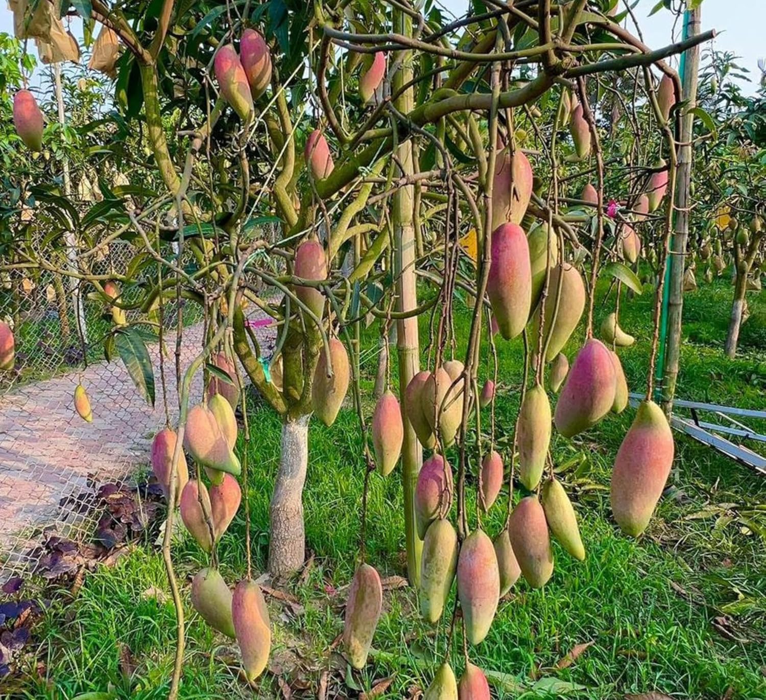 Thai Chiang Mai Mango (Grafted) Live Plant
