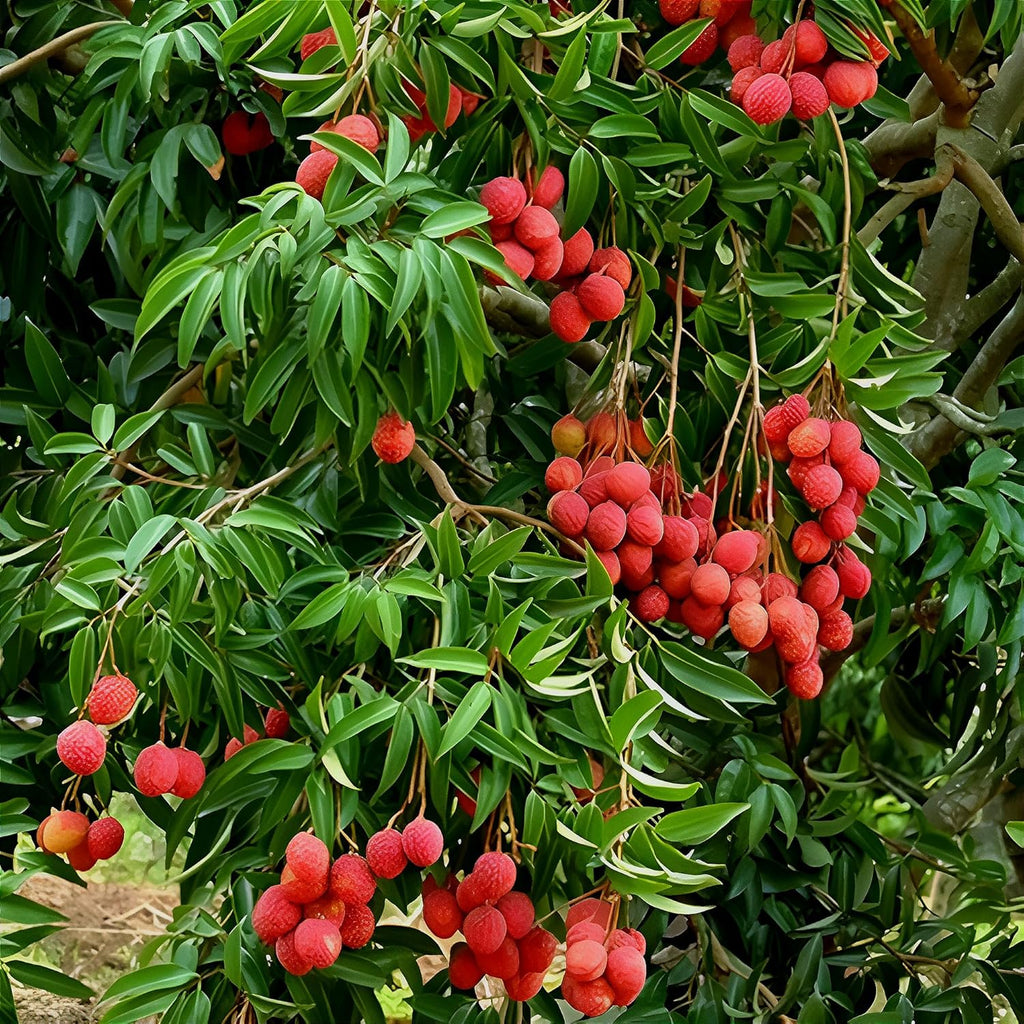 All Time Litchi China-3 Air Layered Plant | Live Lychee Fruit Plant for Home Garden, Terrace & Outdoor Farming | Fast Growing Premium Fruit Plant