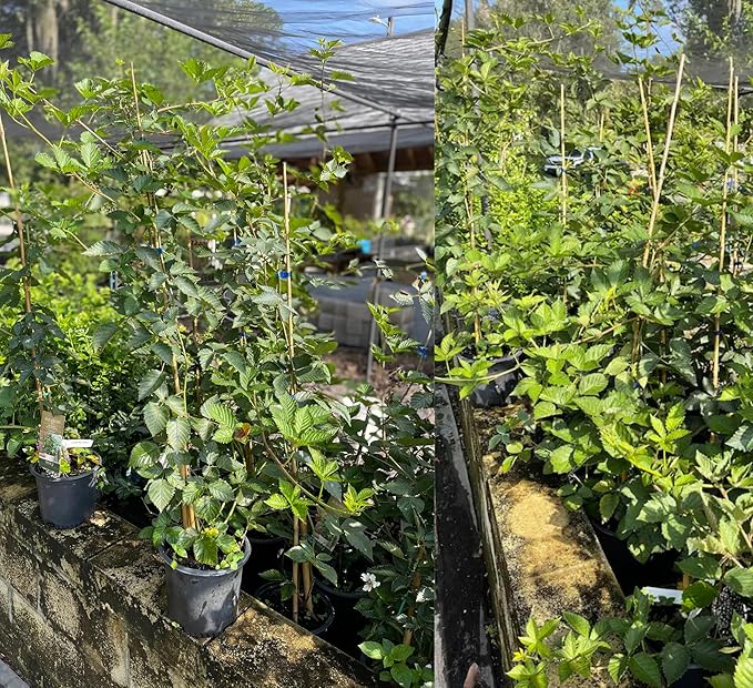 PlantExotic Air Layered Live Blackberry Fruit Plant, Thornless Blackberry Tree Plant for Home Garden, Berry Fruit Plant Live for Planting, Fruits in 2 Years