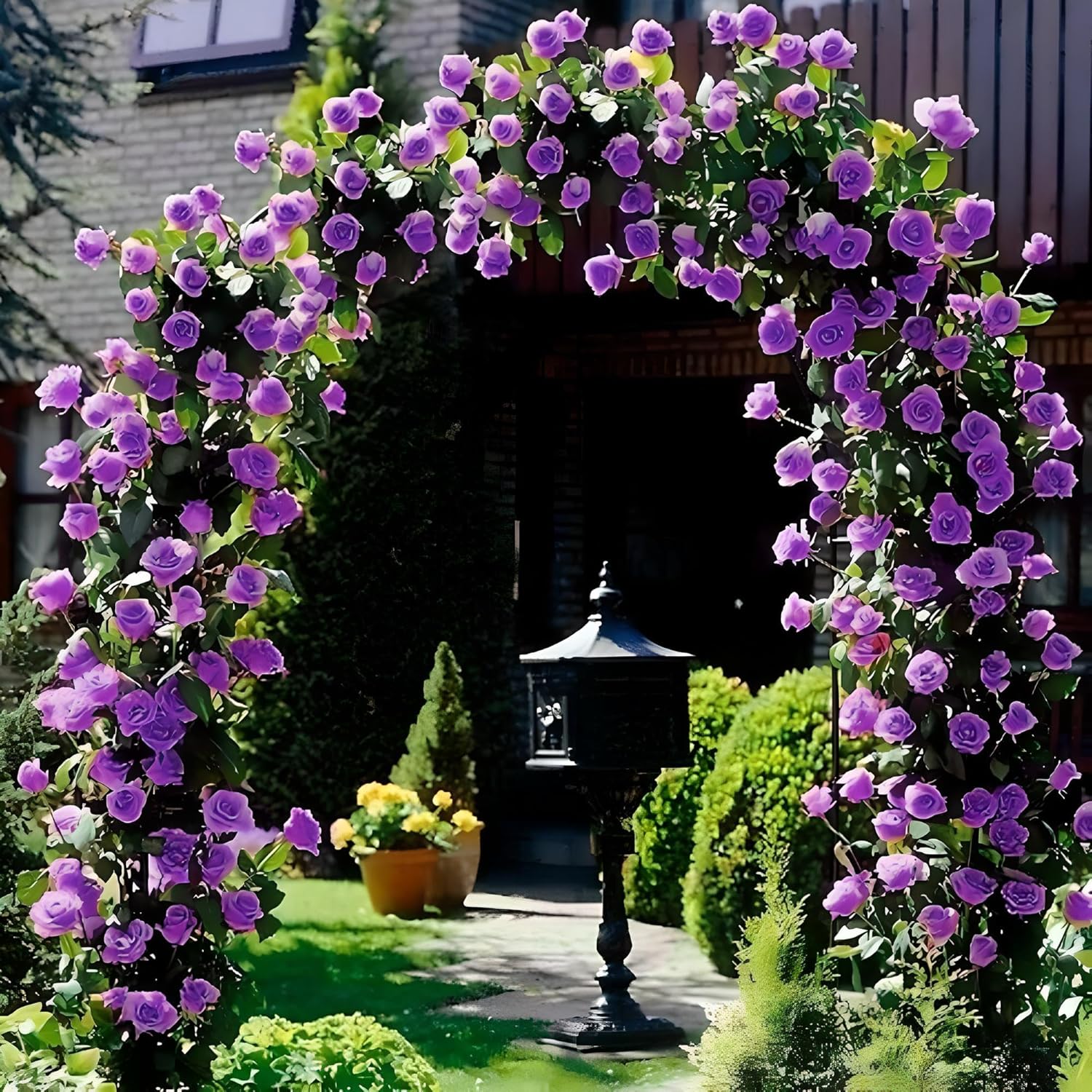 PlantExotic Climbing Rose Violet Live Plant