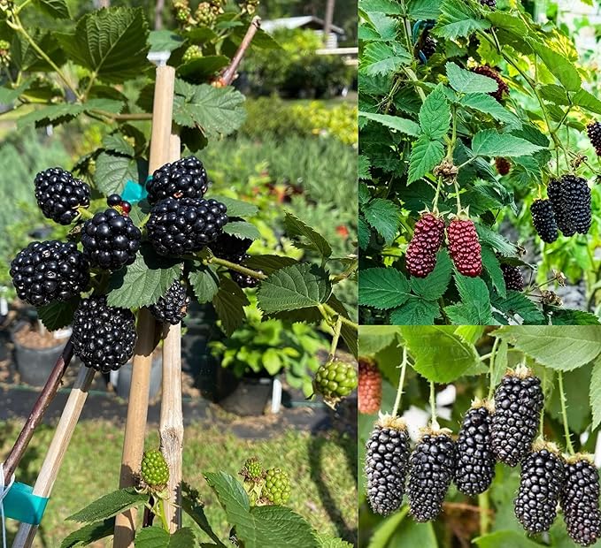 PlantExotic Air Layered Live Blackberry Fruit Plant, Thornless Blackberry Tree Plant for Home Garden, Berry Fruit Plant Live for Planting, Fruits in 2 Years