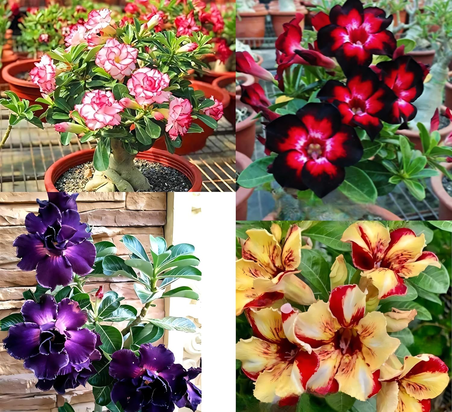 Adenium Live Plant Combo Pack of 4 | Desert Rose Grafted Flowering Plants
