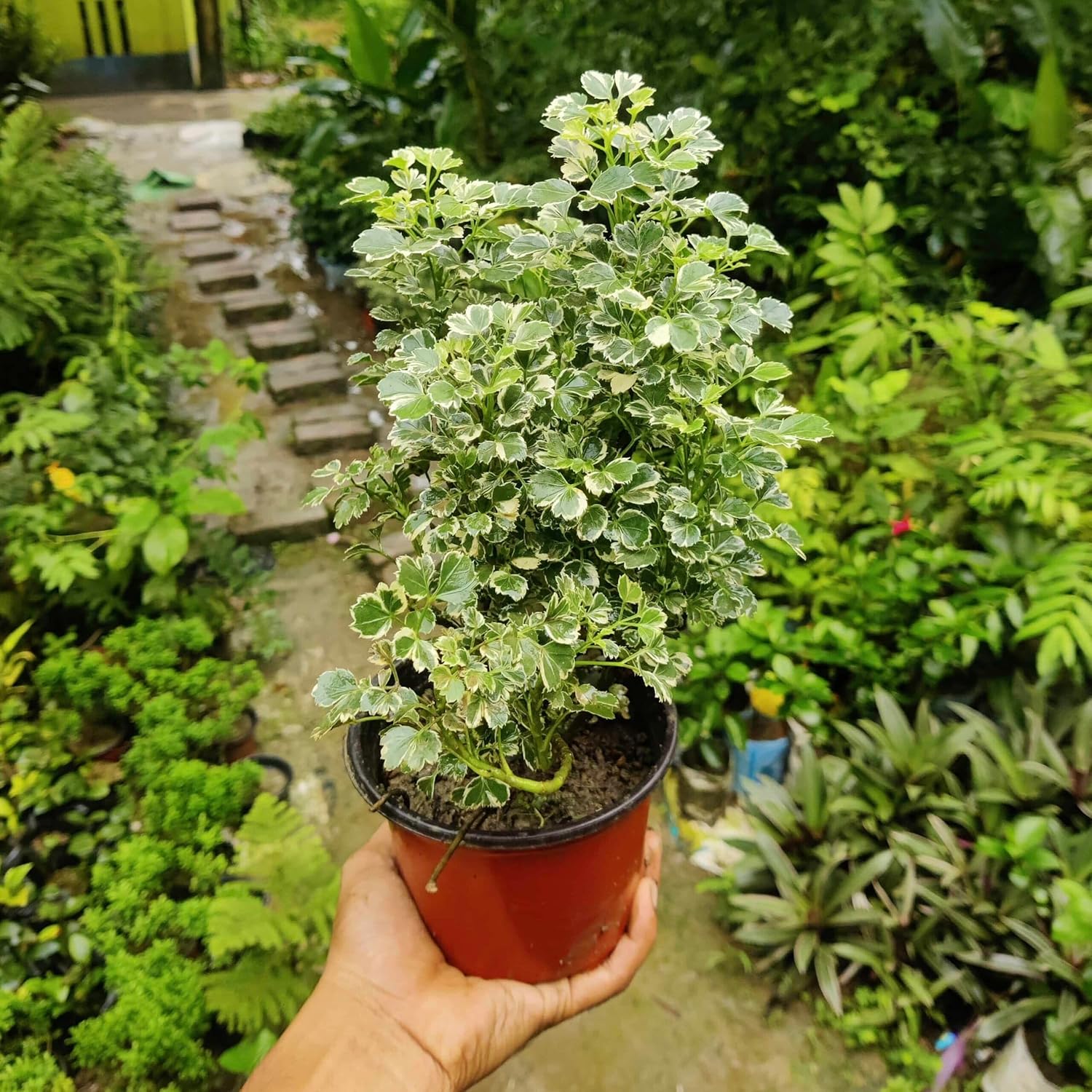 PlantExotic Variegated Aralia Miniature Indoor Live Plant
