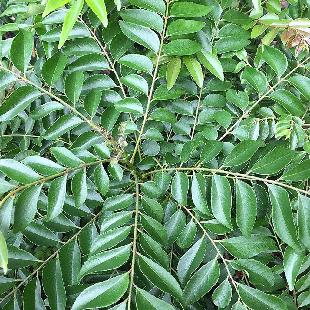 Curry Patta (Kadi Patta) Plant with out Pot