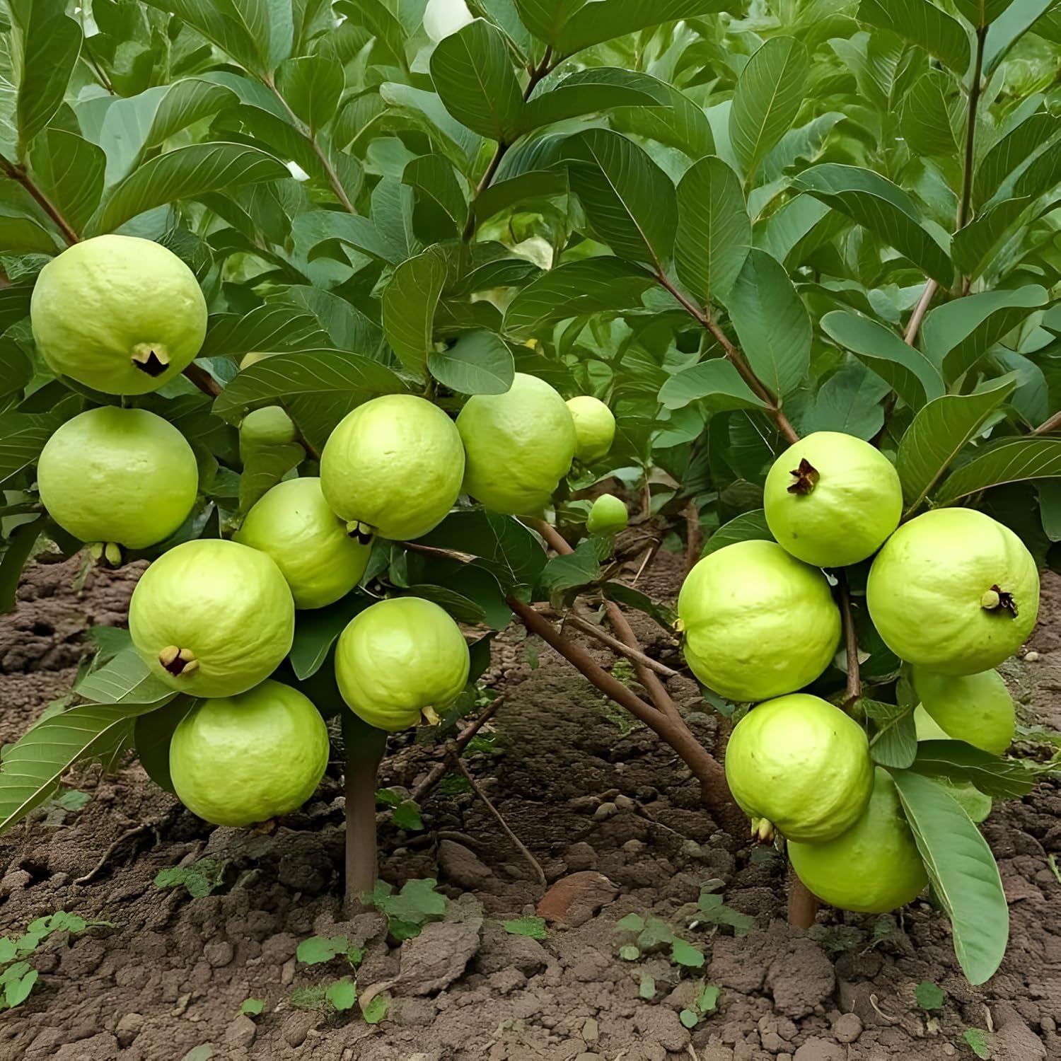 Banarasi Guava Grafted Plant | Premium Live Amrud Fruit Plant for Home Garden & Terrace Gardening | Fast Growing High Yield Guava Plant
