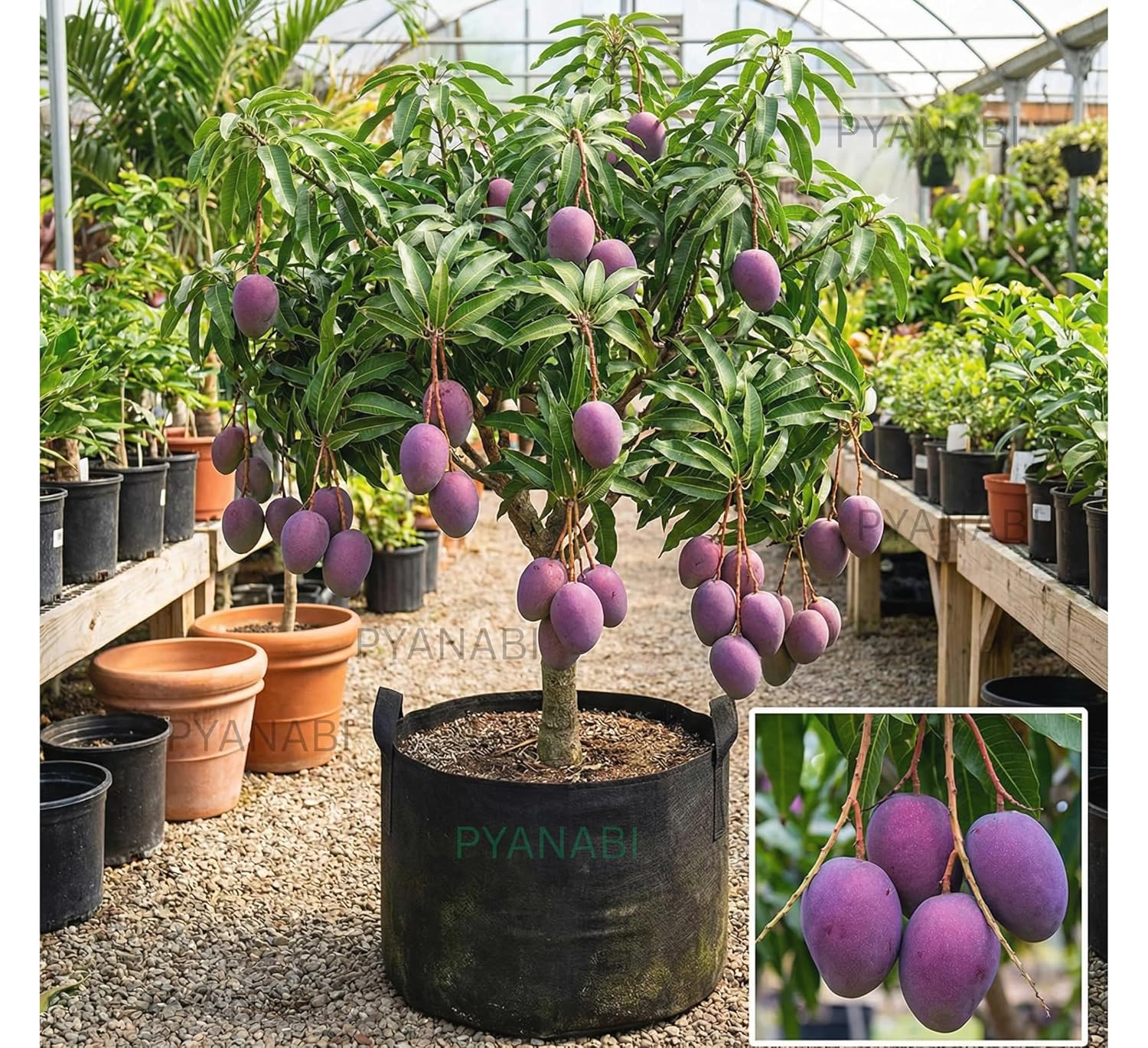 Purple Miyazaki Mango Grafted
