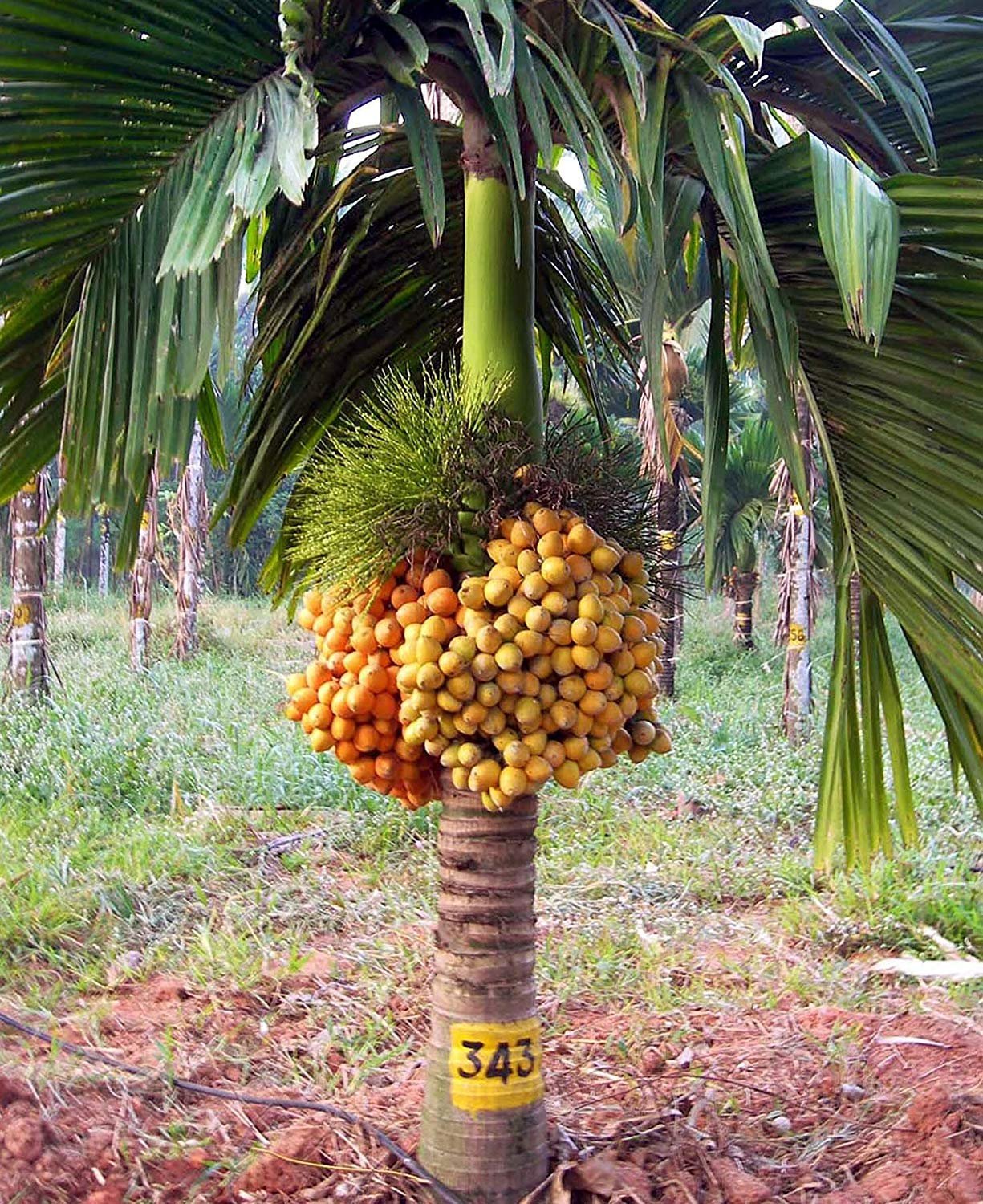 Betel Nut (Supari) Areca Palm Plant