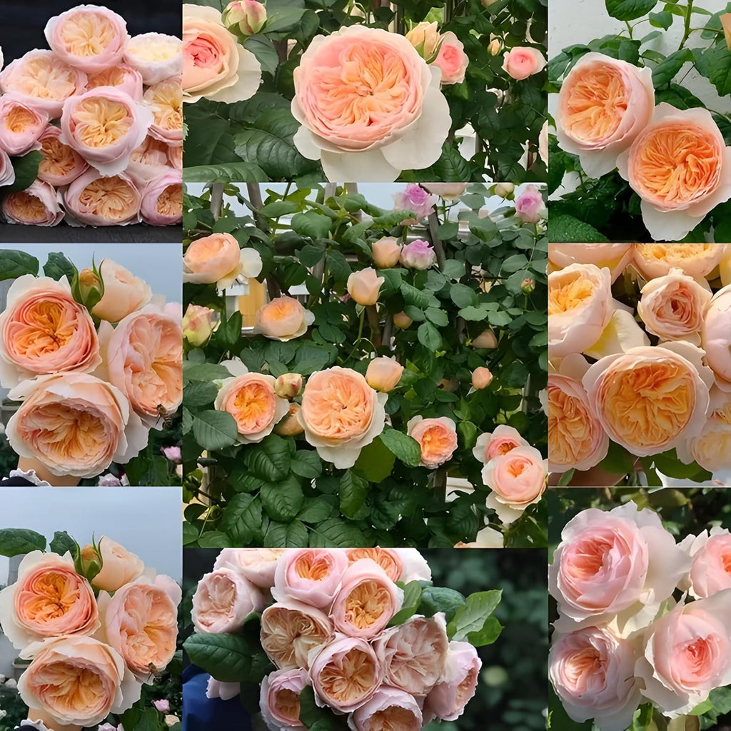 Climbing Rose Cream Flower Plant