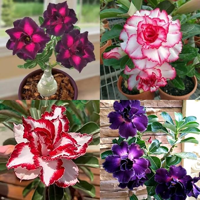 Adenium Live Plant Combo Pack of 4 | Desert Rose Grafted Flowering Plants