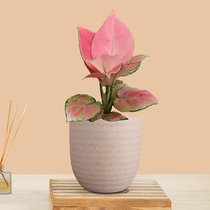 Aglaonema Beauty Live Indoor Plant | Air Purifying Decorative Foliage Plant