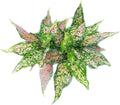 Aglaonema Dotted Pink Live Indoor Plant | Decorative Air Purifying Foliage Plant for Home & Office