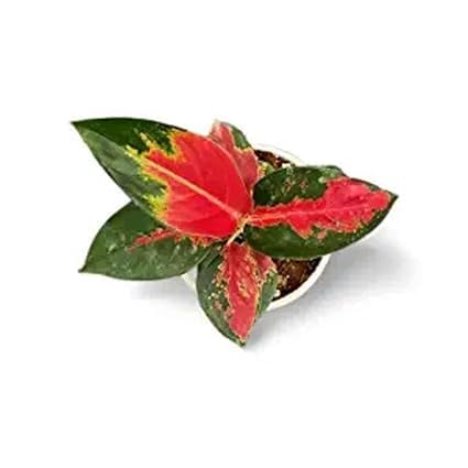 Aglaonema Eastern Red Live Indoor Plant | Decorative Air Purifying Foliage Plant