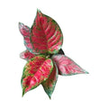 Aglaonema Lady Red Valentine Live Indoor Plant | Premium Decorative Foliage