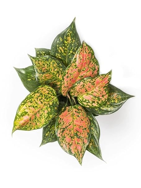 Aglaonema Lady Valentine Pink Live Indoor Plant | Decorative Air Purifying Foliage
