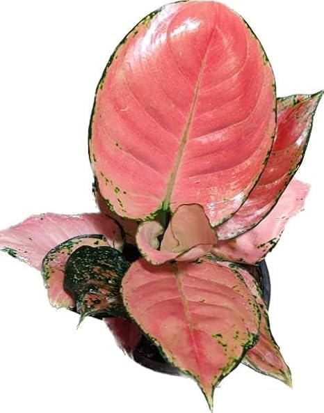 Aglaonema Light Pink Live Indoor Plant | Premium Decorative Air Purifying Plant