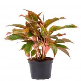 Aglaonema Lipstick Multi Stem Live Indoor Plant | Bushy Decorative Plant