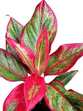 Aglaonema Lipstick Single Stem Live Indoor Plant | Pack of 1 | PX007