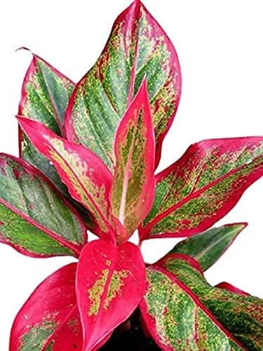 Aglaonema Lipstick Single Stem Live Indoor Plant | Pack of 1 | PX007