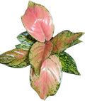 Aglaonema New Pink Live Indoor Plant | Decorative Air Purifying Foliage