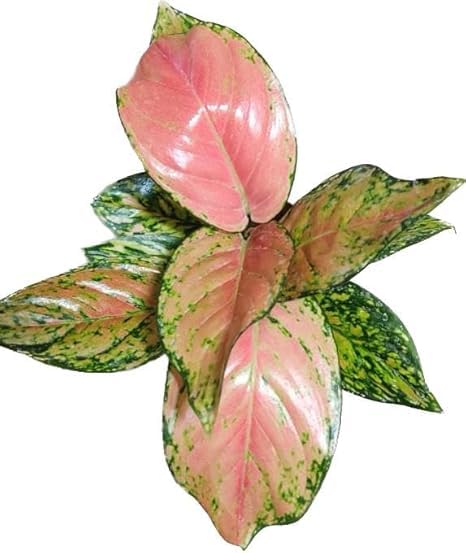Aglaonema New Pink Live Indoor Plant | Decorative Air Purifying Foliage