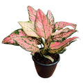Aglaonema Pink Beauty Live Indoor Plant | Elegant Decorative Foliage