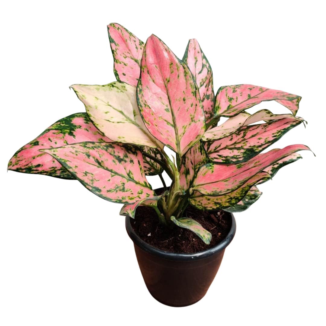 Aglaonema Pink Beauty Live Indoor Plant | Elegant Decorative Foliage