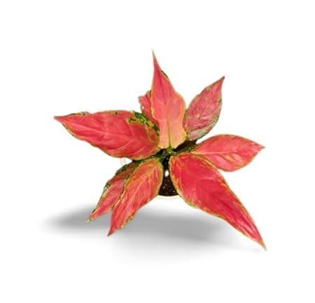 Aglaonema Red Angel Live Indoor Plant | Decorative Air Purifying Foliage Plant