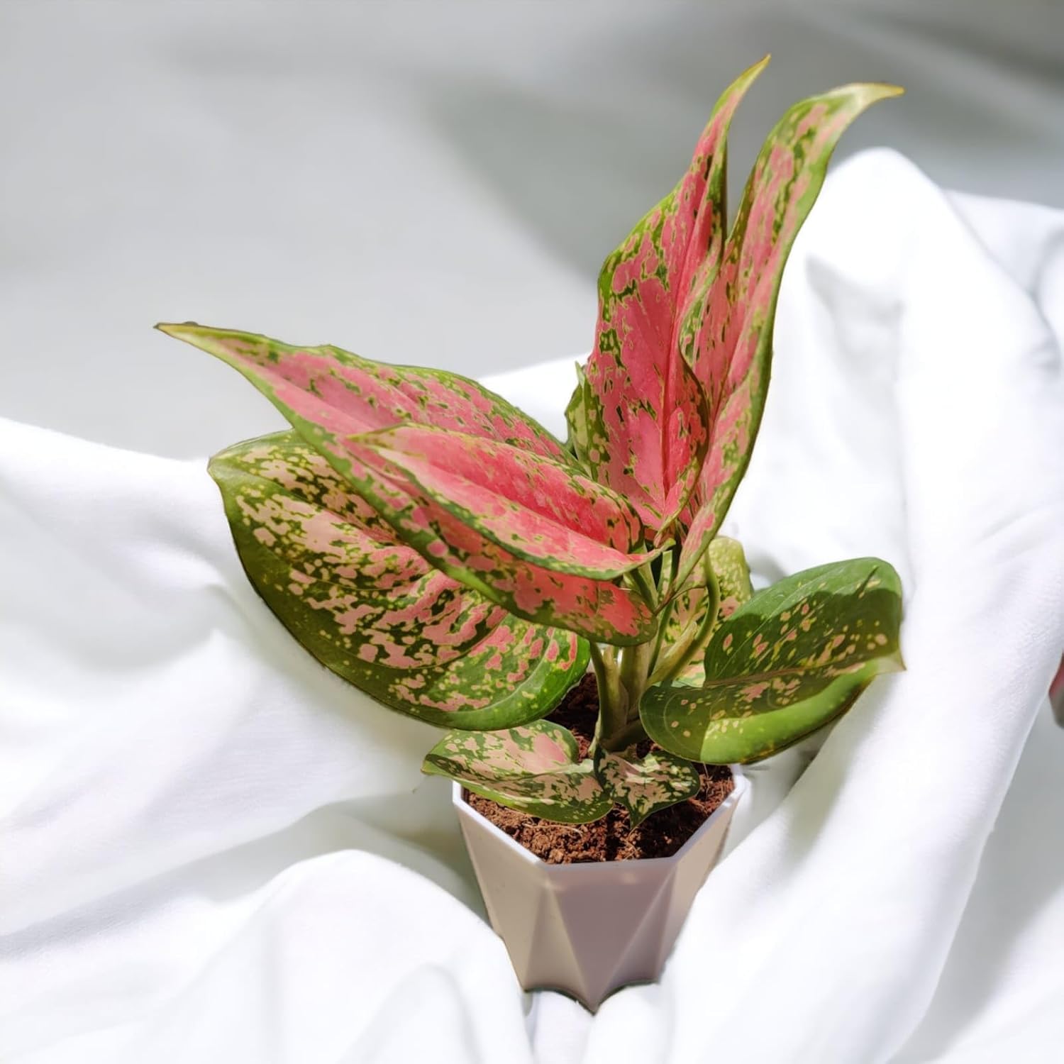 Aglaonema Red Siam Lipstick Live Indoor Plant | Decorative Foliage
