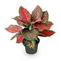 Aglaonema Red Valentine Live Indoor Plant | Premium Decorative Foliage
