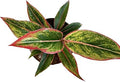 Aglaonema Red Vein Live Indoor Plant | Decorative Air Purifying Foliage Plant