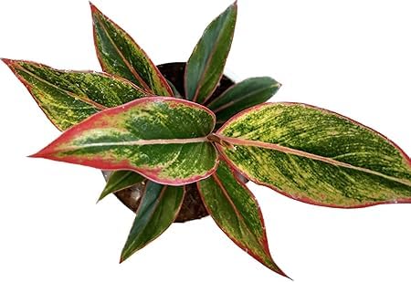 Aglaonema Red Vein Live Indoor Plant | Decorative Air Purifying Foliage Plant