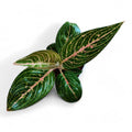 Aglaonema Rotundum Tiger Live Indoor Plant | Rare Decorative Foliage