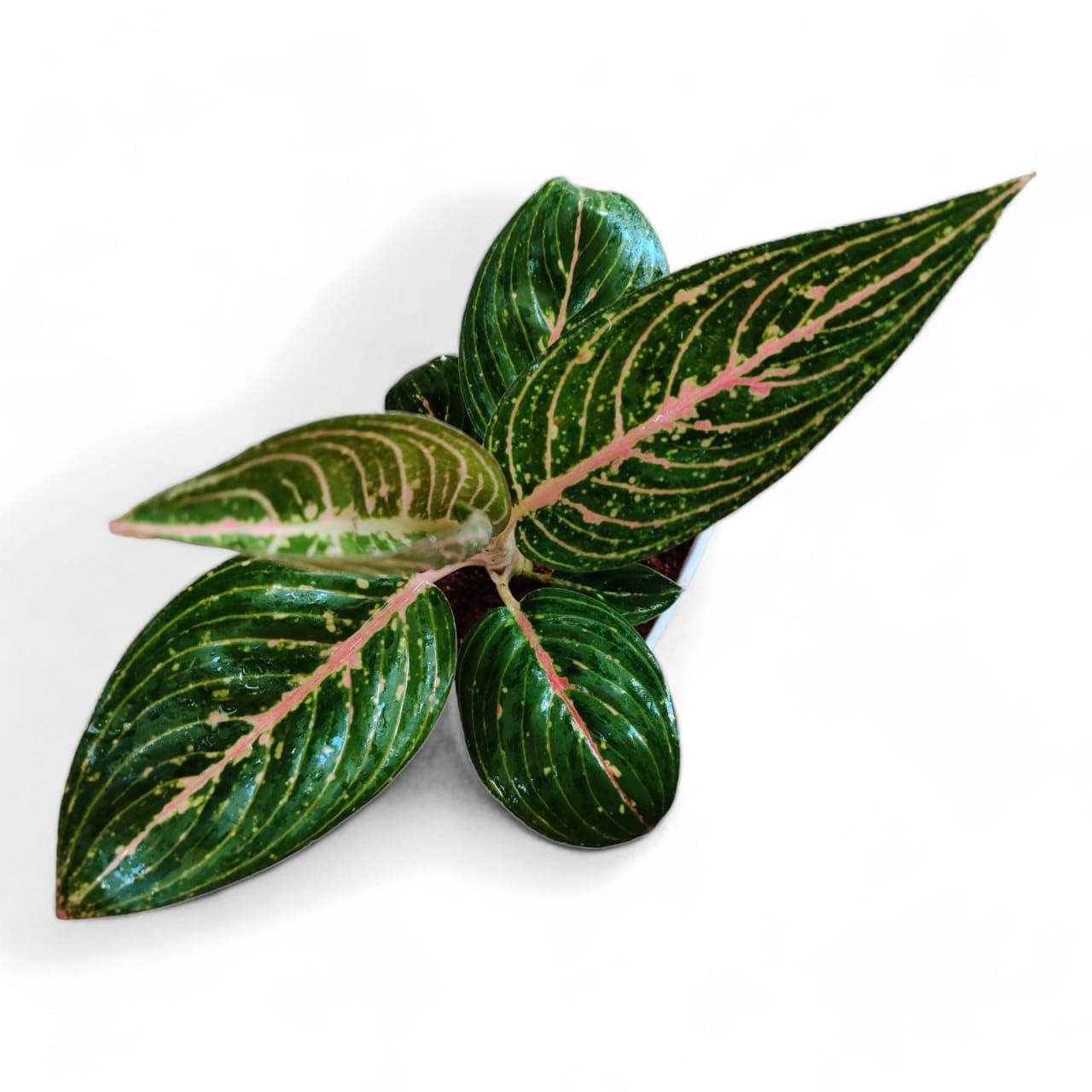 Aglaonema Rotundum Tiger Live Indoor Plant | Rare Decorative Foliage