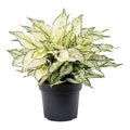 Aglaonema Snow White Multi Stem Live Indoor Plant | Bushy Decorative Plant