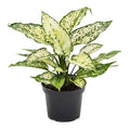 Aglaonema Snow White Single Stem Live Indoor Plant | Elegant Decor