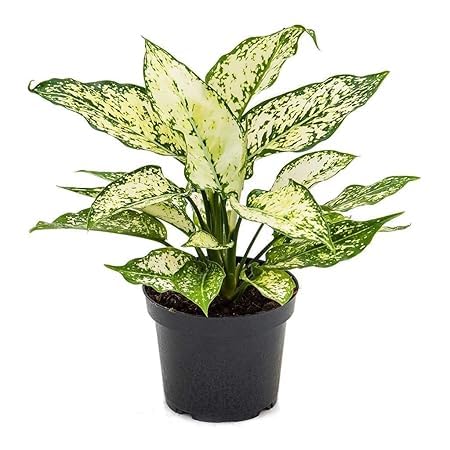 Aglaonema Snow White Single Stem Live Indoor Plant | Elegant Decor