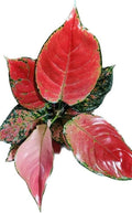 Aglaonema Super Red Live Indoor Plant | Vibrant Decorative Foliage