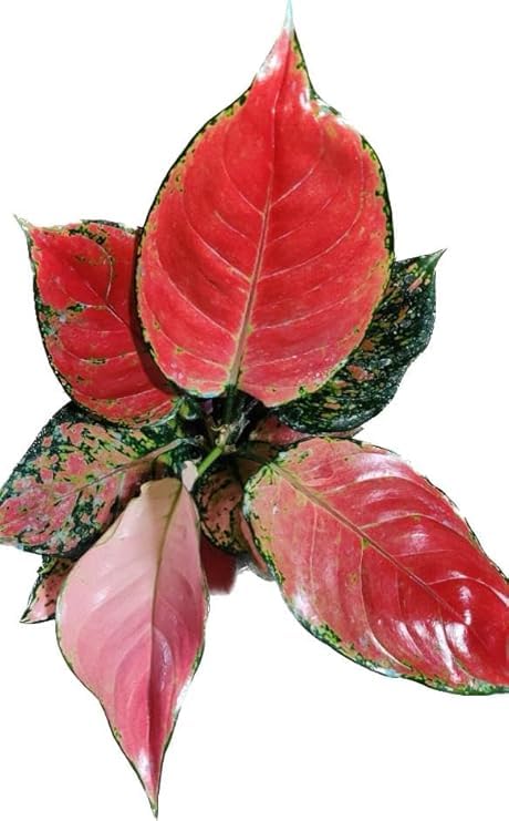 Aglaonema Super Red Live Indoor Plant | Vibrant Decorative Foliage
