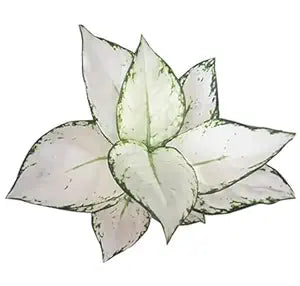 Aglaonema Super White Live Indoor Plant | Elegant Decorative Foliage