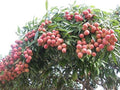 All Time Litchi China-3 Air Layered Plant | Live Lychee Fruit Plant for Home Garden, Terrace & Outdoor Farming | Fast Growing Premium Fruit Plant