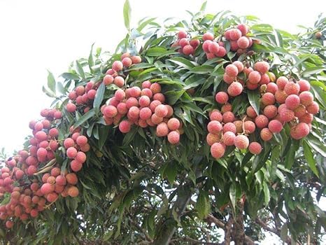 All Time Litchi China-3 Air Layered Plant | Live Lychee Fruit Plant for Home Garden, Terrace & Outdoor Farming | Fast Growing Premium Fruit Plant