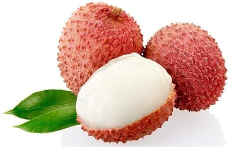 All Time Litchi China-3 Air Layered Plant | Live Lychee Fruit Plant for Home Garden, Terrace & Outdoor Farming | Fast Growing Premium Fruit Plant
