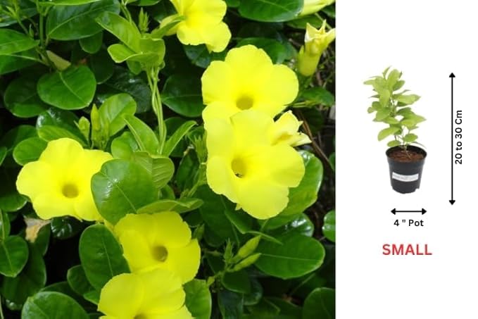 Allamanda Yellow (Golden Trumpet) Live Flowering Plant | Round The Year Bloomer