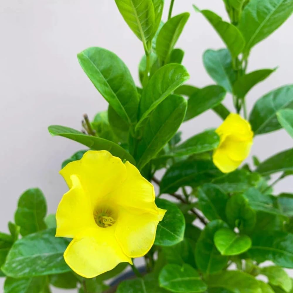 Allamanda Yellow (Golden Trumpet) Live Flowering Plant | Round The Year Bloomer