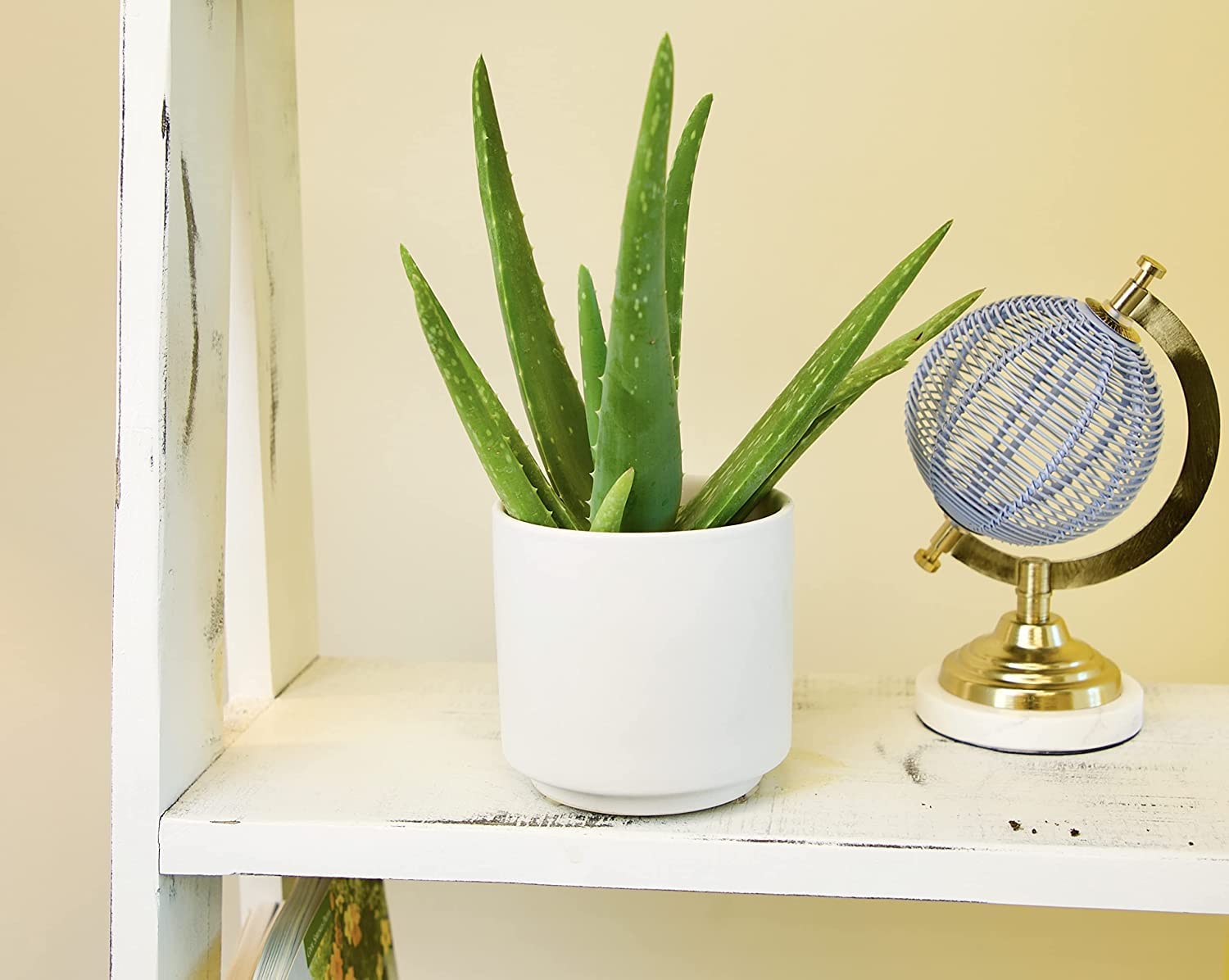 Aloe Vera Live Plant | Medicinal Indoor Outdoor Herbal Plant