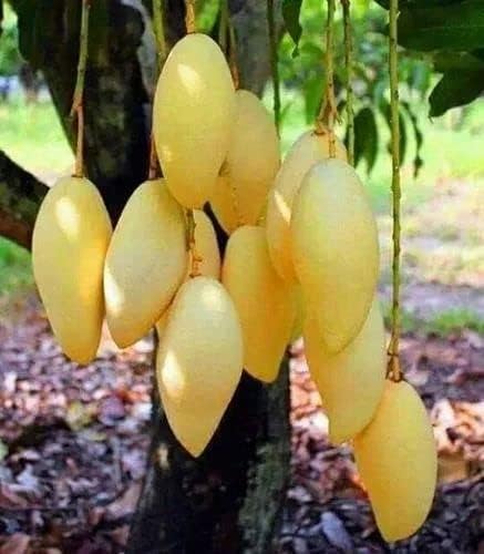 Amrapali Mango Grafted Live Plant | Sweet Hybrid Aam Tree
