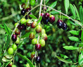 Arabic Olive Imported Self Pollinating Plant
