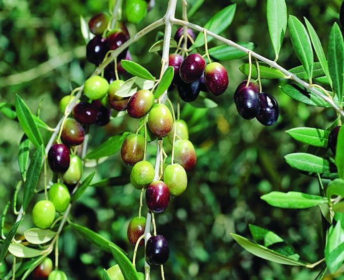 Arabic Olive Imported Self Pollinating Plant