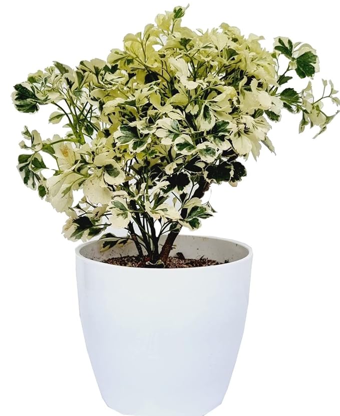 Aralia Indoor Decorative Plant